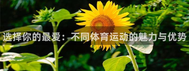 选择你的最爱：不同体育运动的魅力与优势